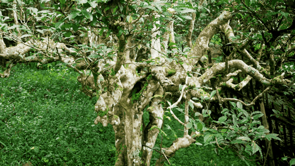 IMG_9719.GIF