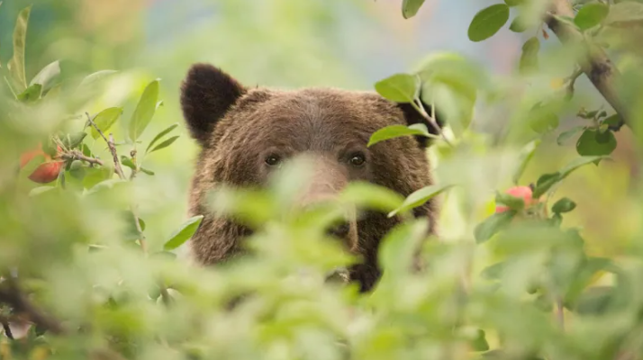 cbc_bc_bear_rideout_photography.png