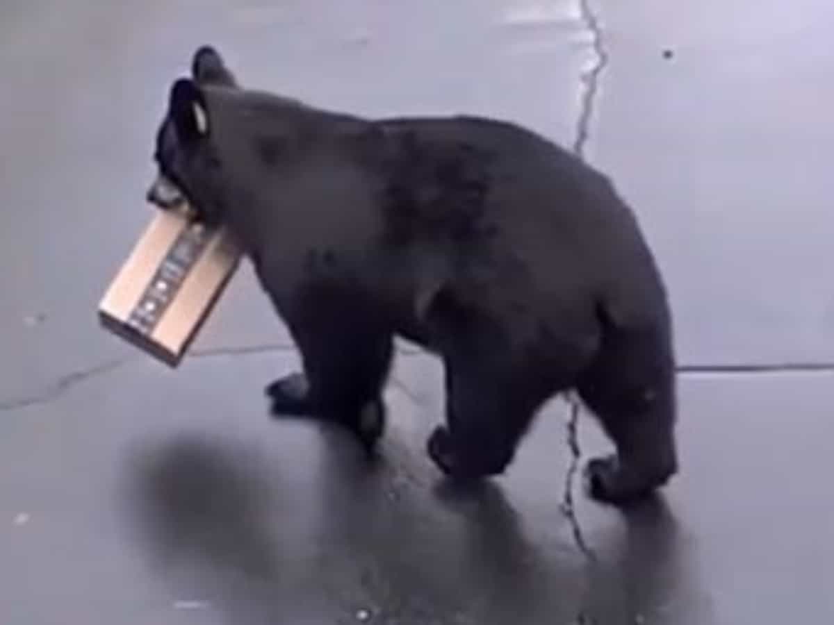 Bear-Amazon.jpg