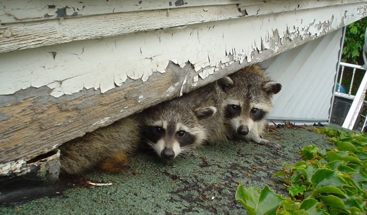 3-Common-Ways-Raccoons-Get-Inside-Your-Madison-Home-.jpg