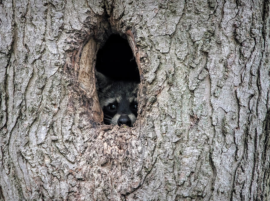 raccoon-peeking-deborah-penland.jpg