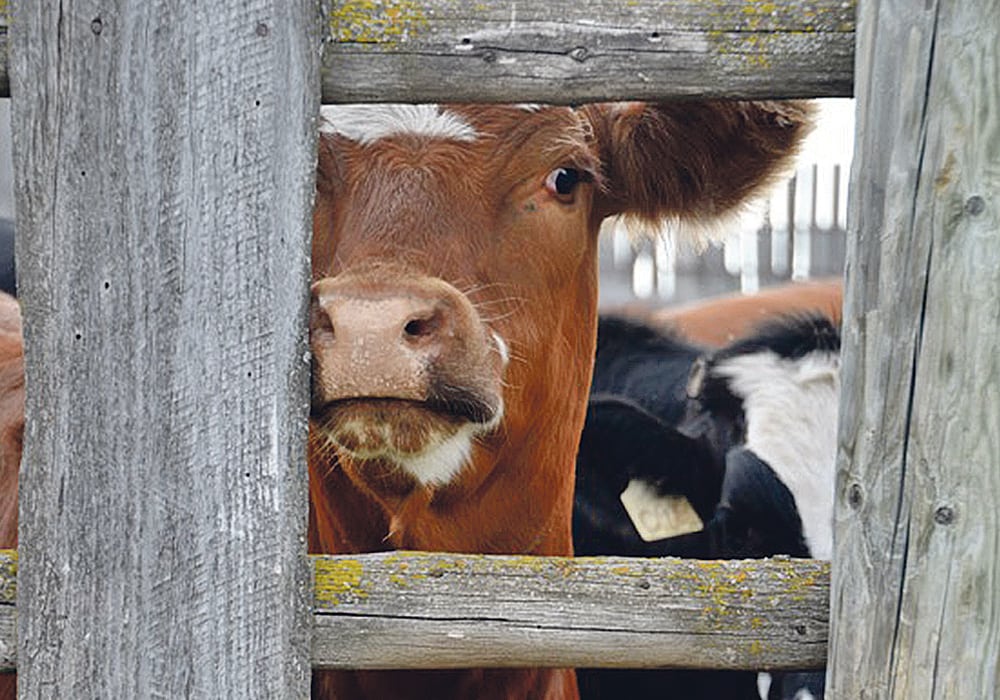 71_2-col_heifer-watching.jpg