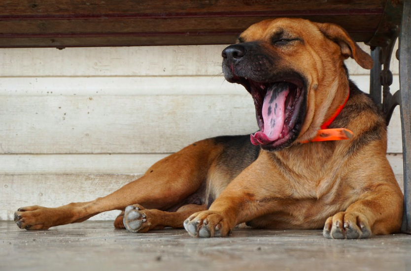 DogYawn.png