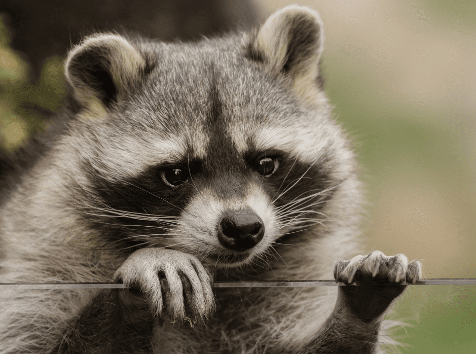 racoon.png