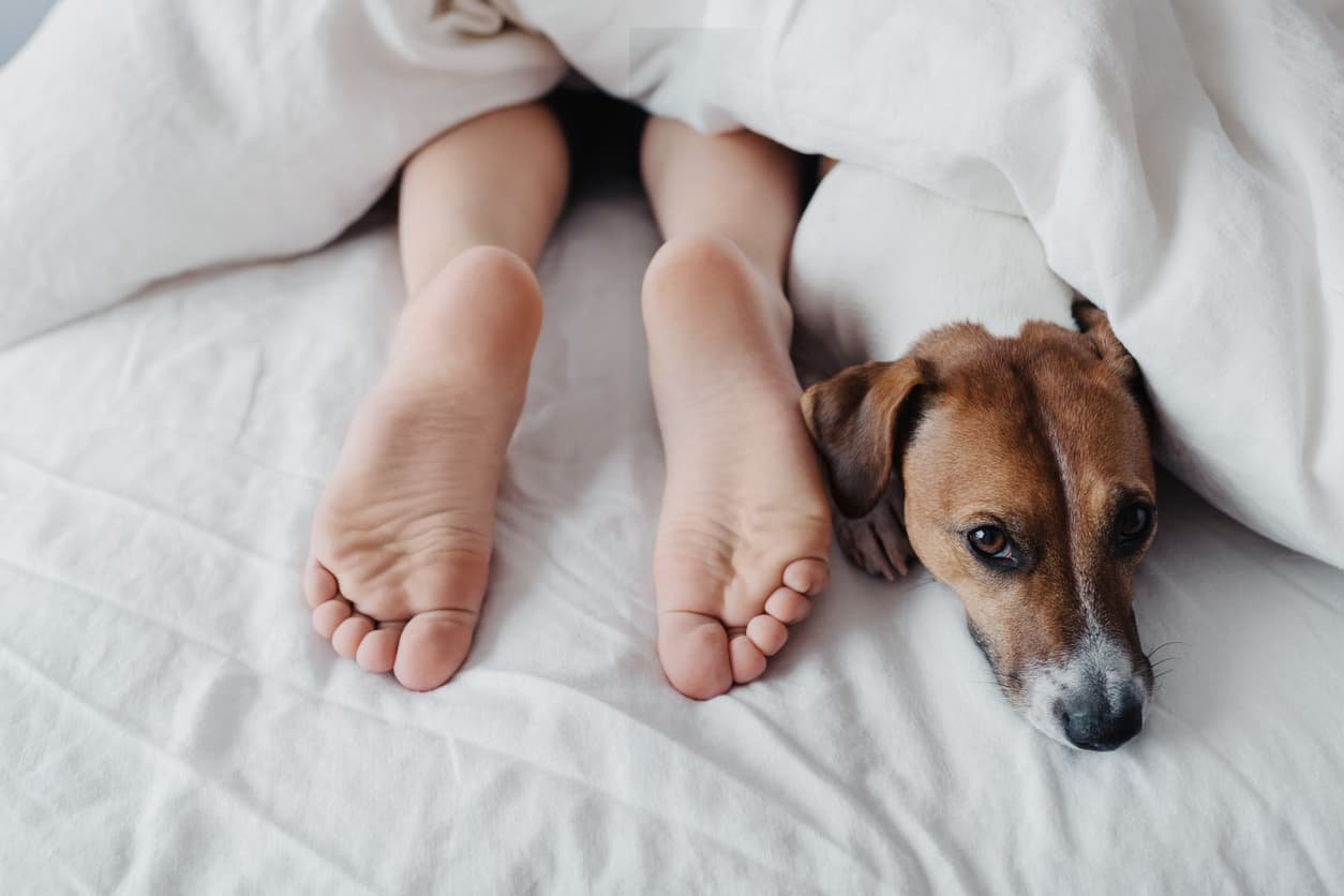 why-do-dogs-sleep-with-their-bum-facing-you.jpg