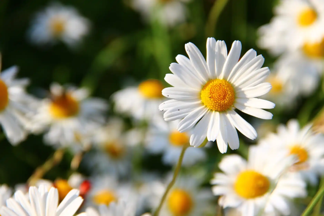 daisies-white-flower-face-59984.png