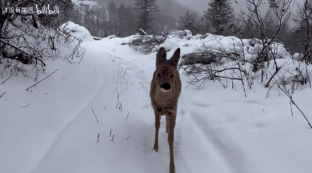 IMG_7464.GIF