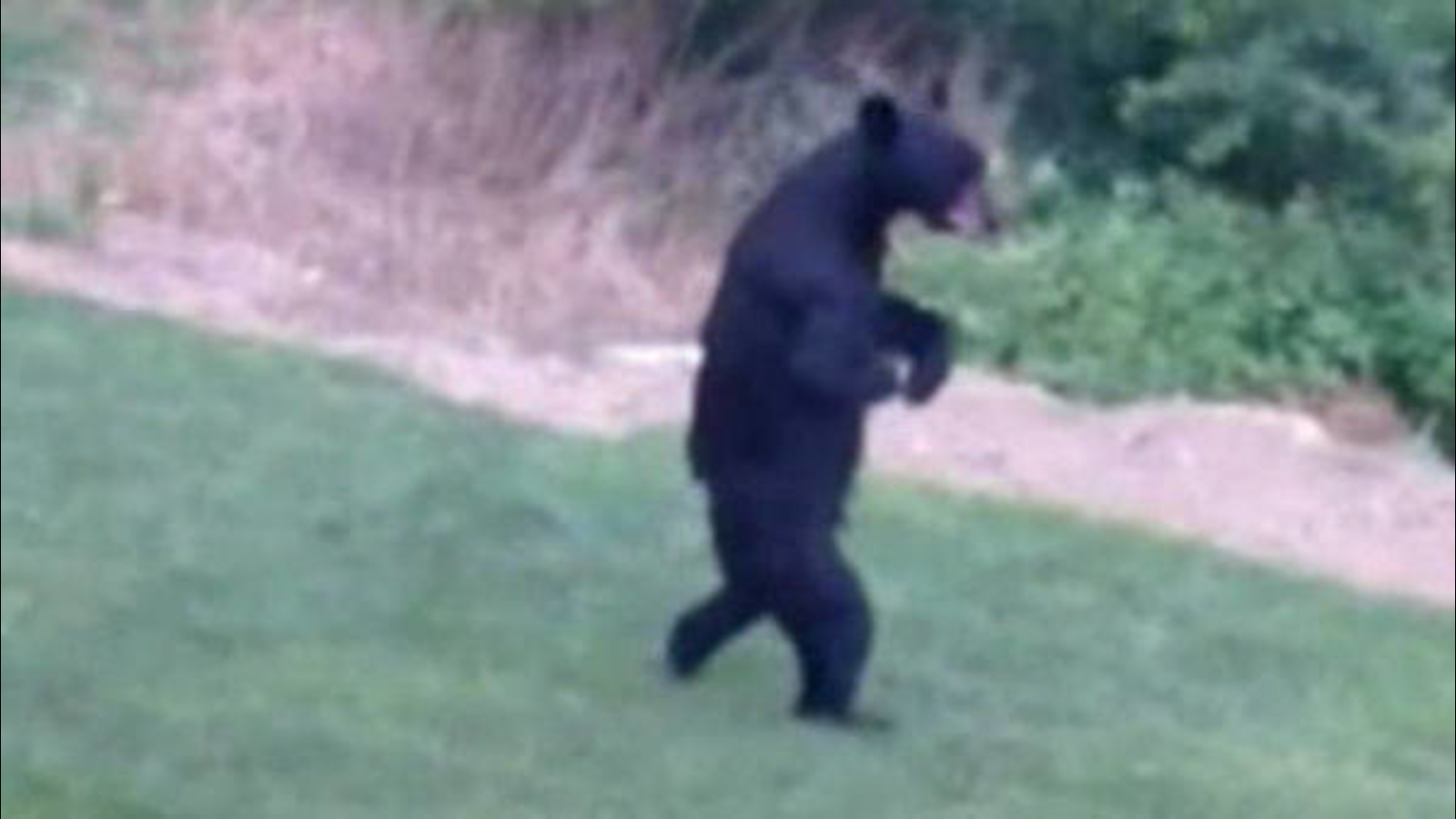 1025236_Walking bear.jpg