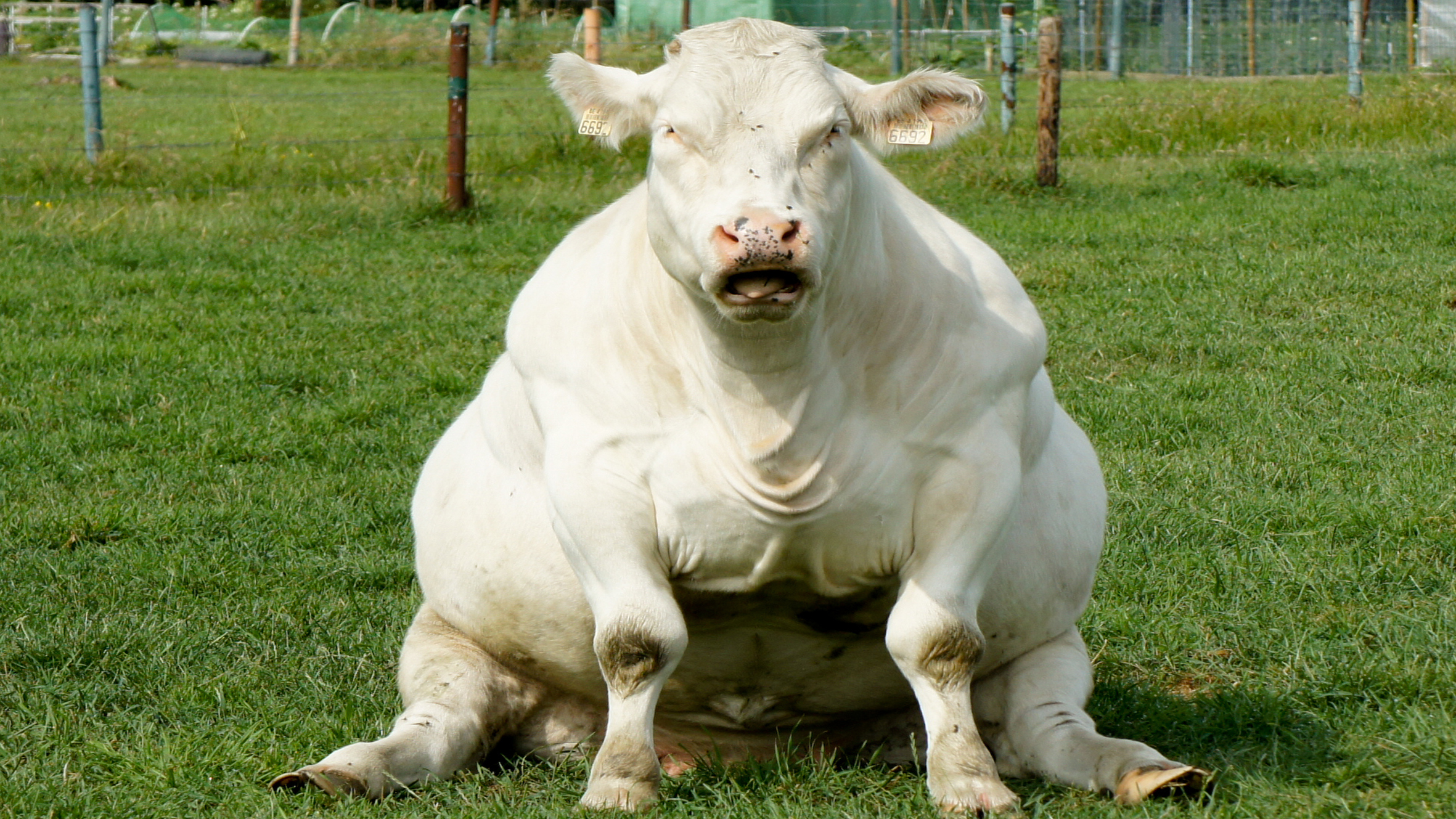 Getty-fat-sitting-cow.jpg