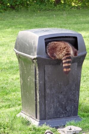 Racoon In Trash Can.jpg