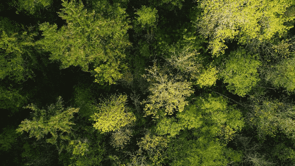 IMG_8173-ezgif.com-optimize.gif