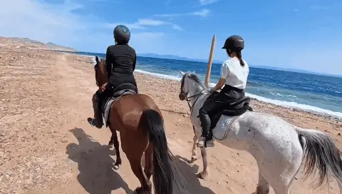 6.gif