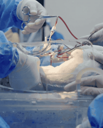 IMG_6835-ezgif.com-optimize.gif