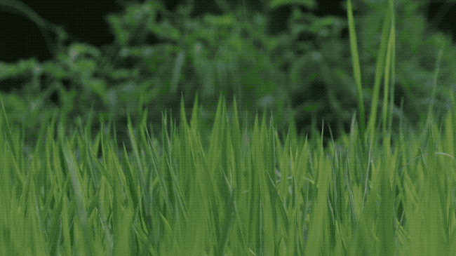 IMG_8352.GIF