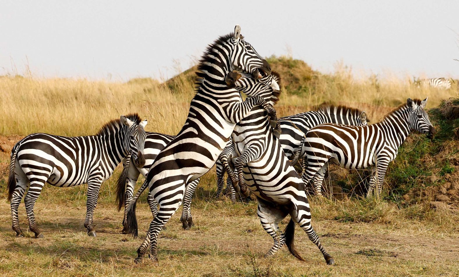 02-002-2025-08-12t224717z-1376806437-rc252gai230v-rtrmadp-3-kenya-wildlife-tourism-jpg.jpg