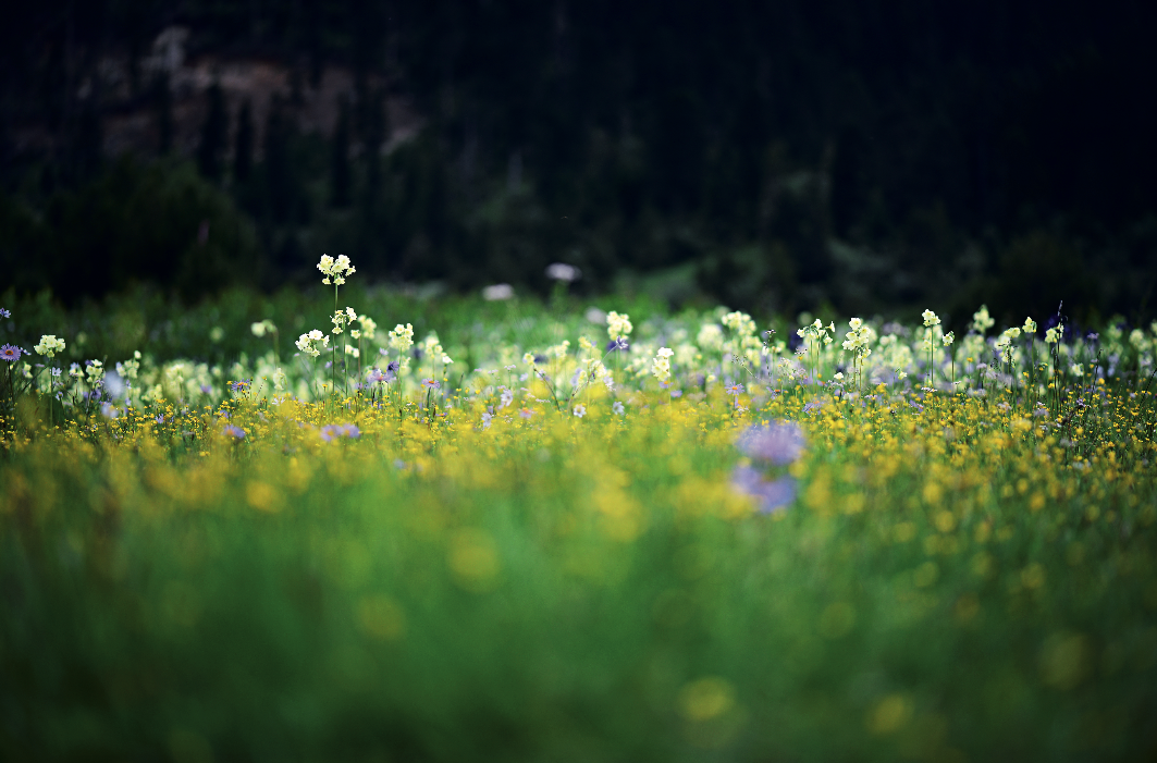 IMG_0163.PNG