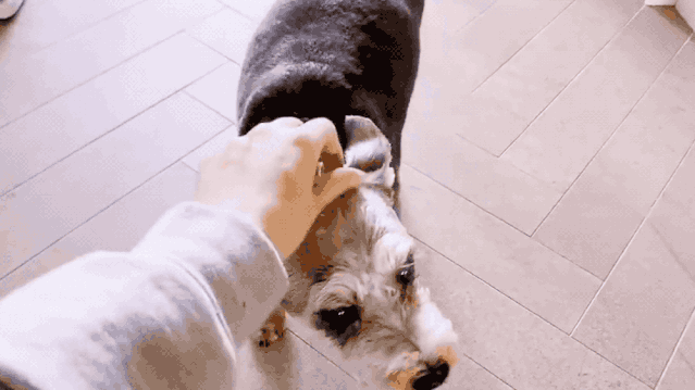 IMG_3458.GIF