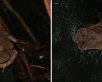 广东发现新物种“阳春角蟾”