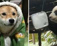 怕冷vs怕热的人，哪种身体更“虚”？