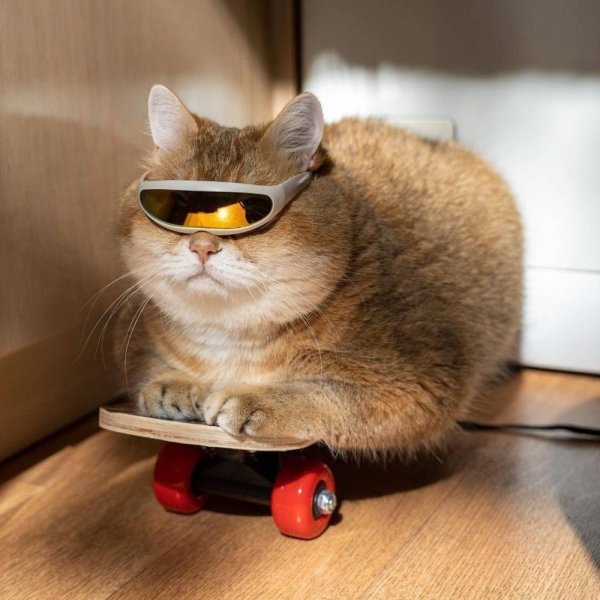 1596023139_daily_picdump_006499_062.jpg