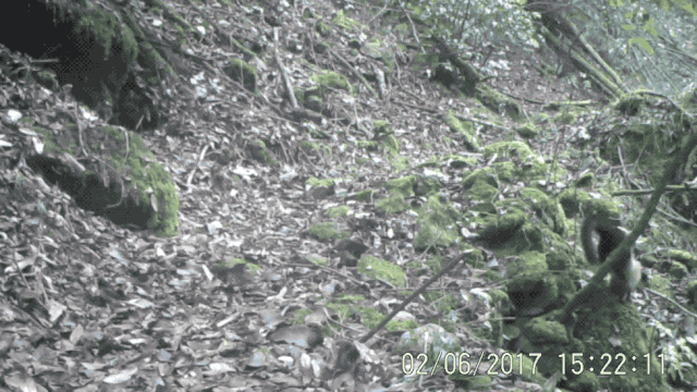 18.gif