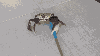 IMG_9939.GIF