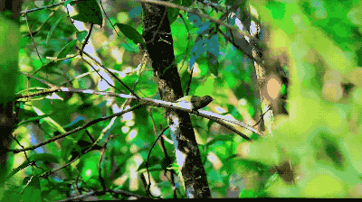 IMG_2337.GIF