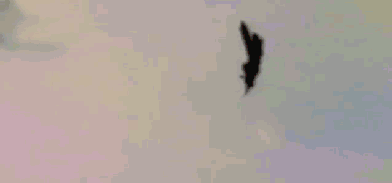 IMG_8773.GIF