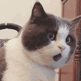 IMG_3034.GIF
