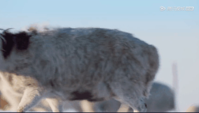IMG_7210.GIF