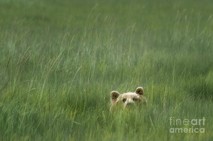 grizzly-bear-peeking-paulette-sinclair.jpg