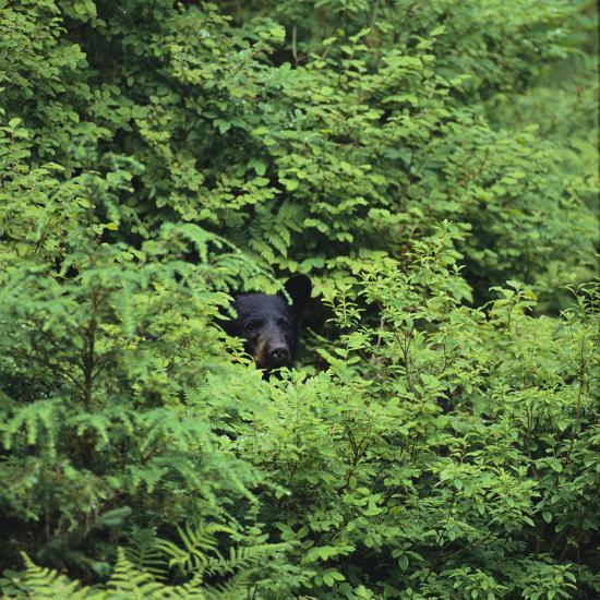black-bear-hiding-in-forest_u-L-PZVM640.jpg