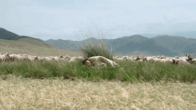 IMG_8612.GIF