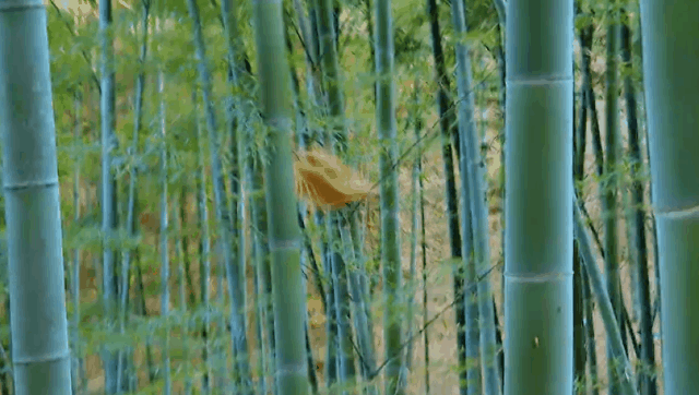 IMG_6619.GIF