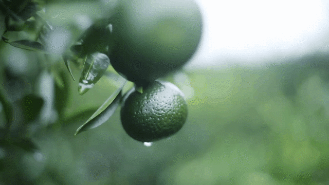 IMG_9082.GIF