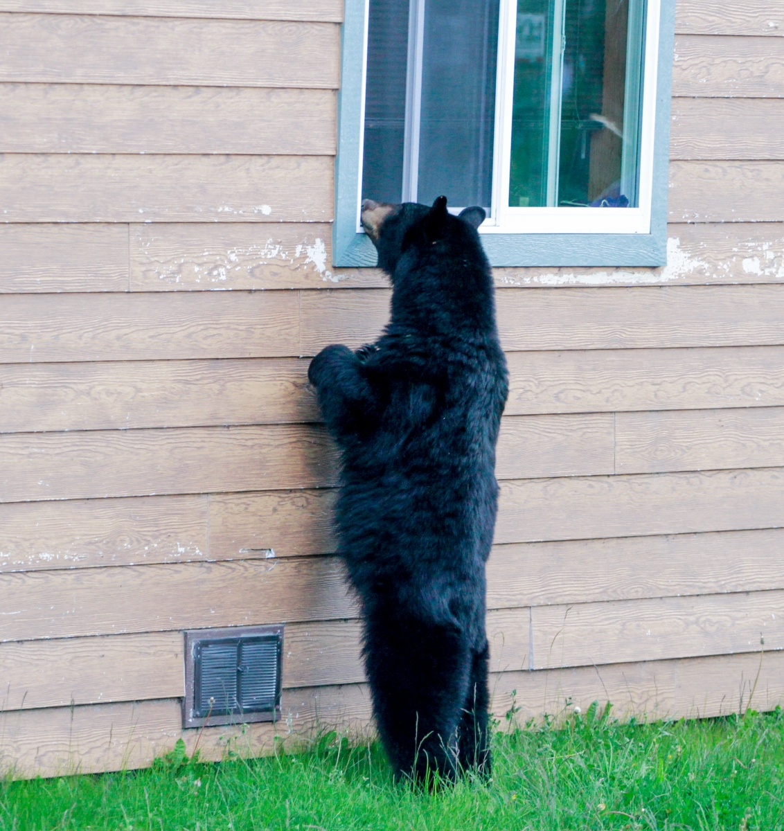 Bear-Peeking-In-Window (1).jpg