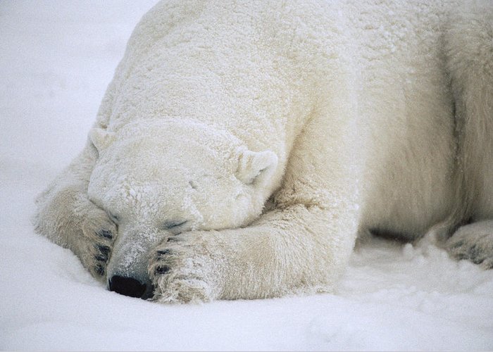 polar-bear-sleeping-in-churchill-flip-nicklin.jpg