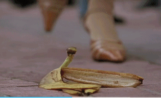 IMG_9196.GIF