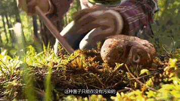 IMG_6941.GIF
