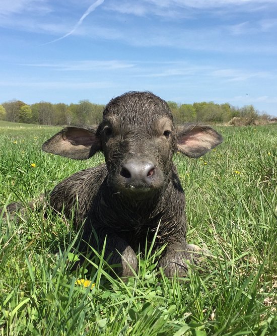 newborn-baby-buffalo.jpg
