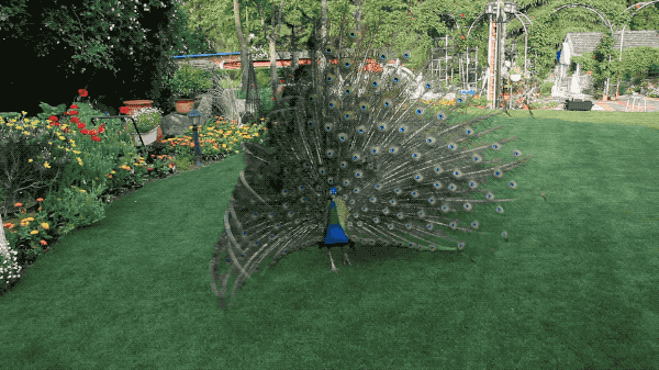 IMG_3959.GIF
