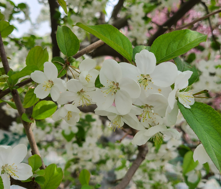 IMG_7553.PNG