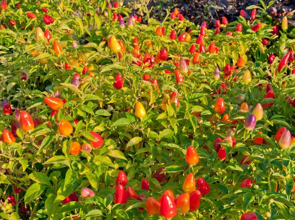 IMG_7899.JPG