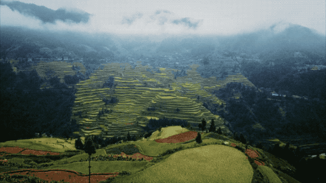 IMG_7901.GIF