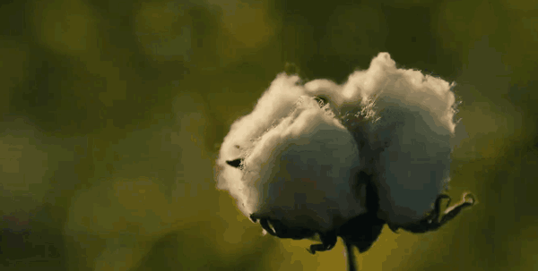 a4.gif