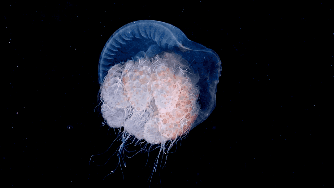 IMG_6348.GIF