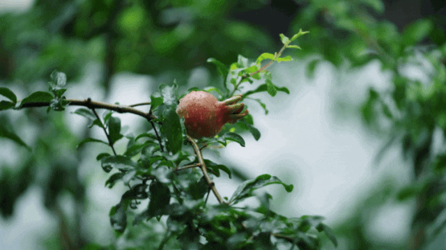 IMG_1888.GIF