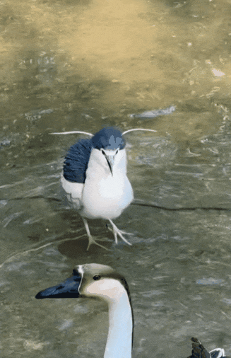 7.gif